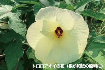 トロロアオイの花