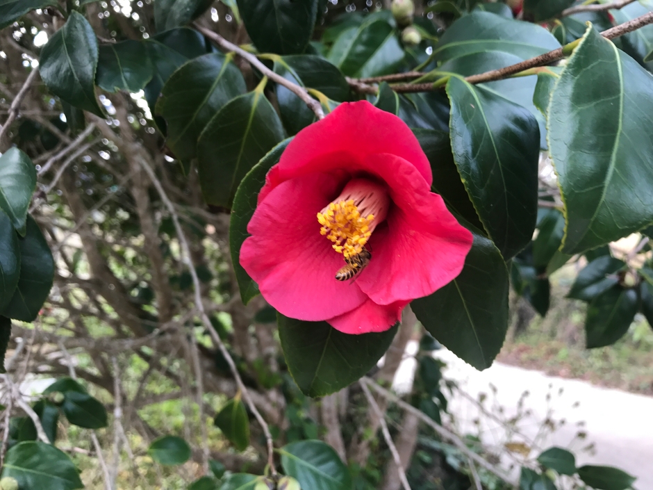 椿の花