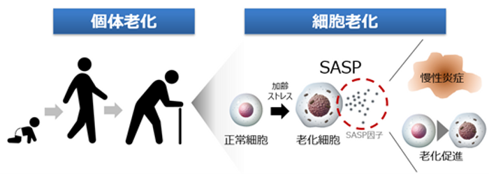 個体老化に重要な役割を担う細胞老化　（イメージ図）
