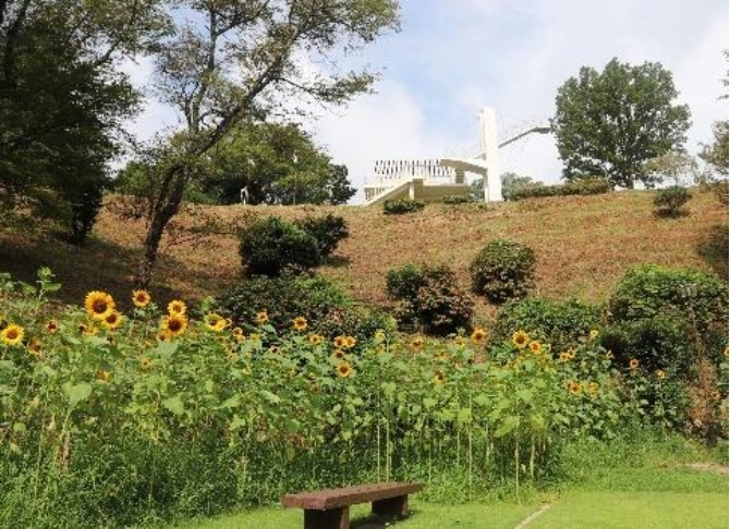 ひまわり(今年の夏の様子)