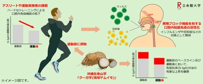 沖縄在来山芋“クーガ芋(琉球ヤムイモ)”の 粘膜免疫賦活化研究で特許を出願　 ～インフルエンザ＆花粉の季節に新たな期待～