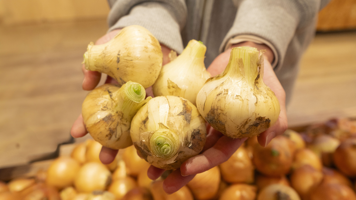 淡路島西海岸「のじまスコーラ」で春の味覚を満喫!新玉ねぎ詰め放題&食べ比べイベントを開催!