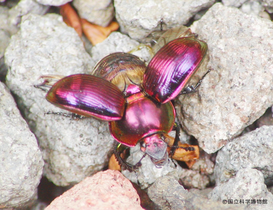 オオセンチコガネ