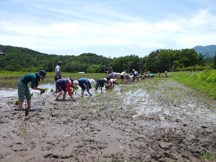 田植えの様子(昨年)