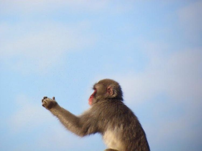 つかまえた 多分真昼の 流れ星