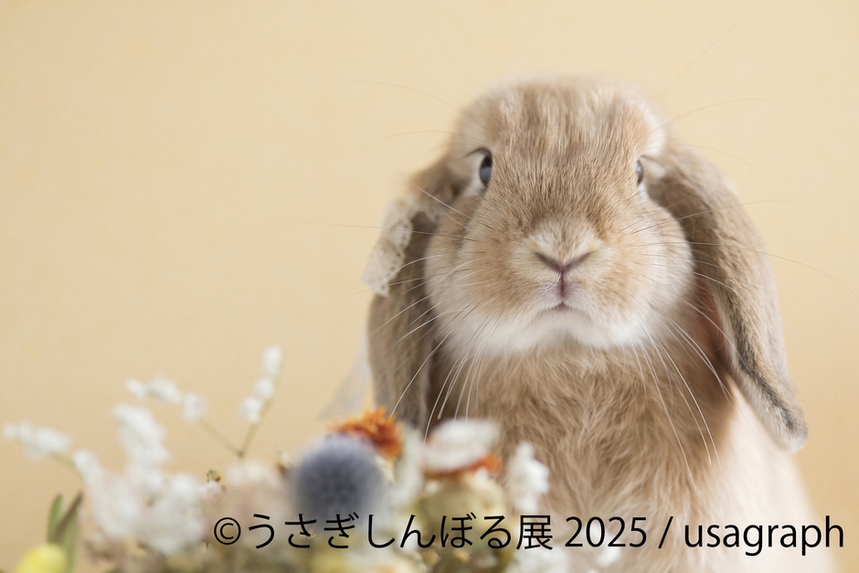 展示作品:usagraph