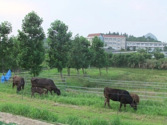 「耕作放棄地を活かす肉用牛放牧肥育ファンド」 募集開始のお知らせ