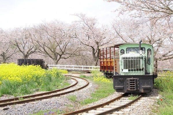 トロッコ列車からの日中の眺め