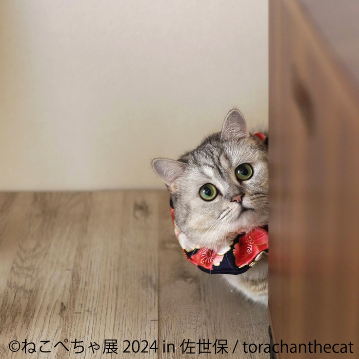 ふわふわ子猫ちゃん♡鼻ぺちゃcute face♡ テディベア アートドール ふわふわ子猫ちゃん♡鼻ぺちゃcute face♡ テディベア アートドール