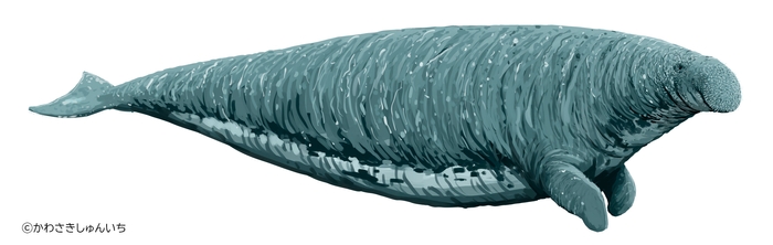 ステラーダイカイギュウ 復元画