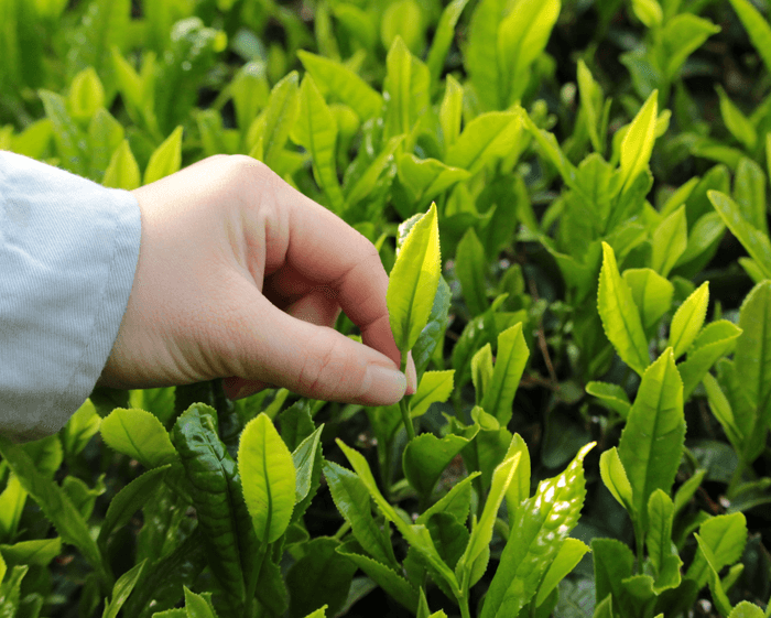 一番茶(新茶)