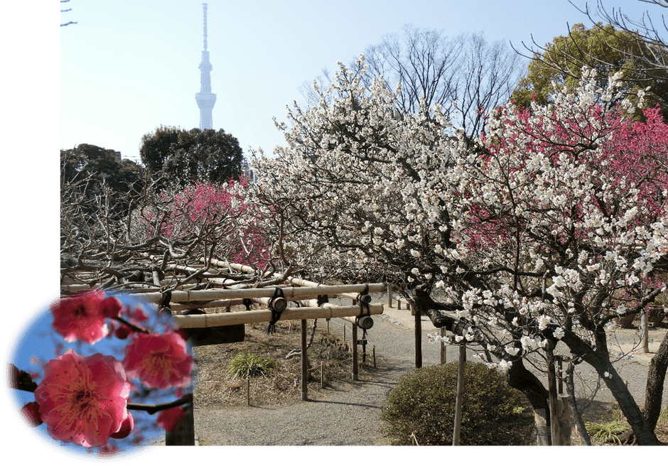 梅開花期の園内の様子(令和３年度)