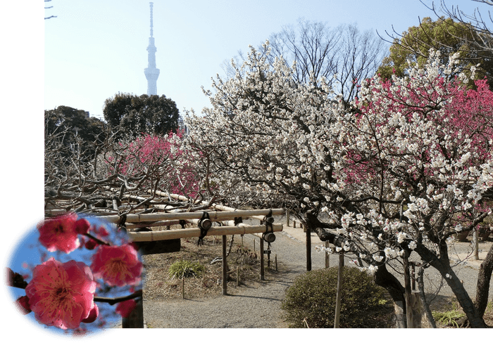 梅開花期の園内の様子(令和３年度)