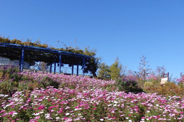 印象派の庭園　～小さな秋を探しに～ 秋のイベント情報のお知らせ