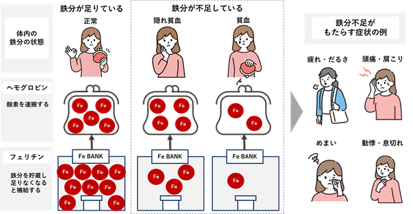 図１　鉄分不足の体内状況と症状