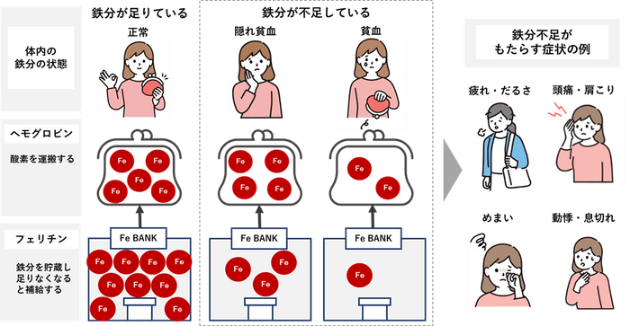 図１　鉄分不足の体内状況と症状