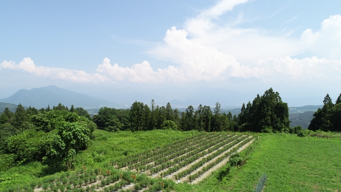 ぼたんこしょう園地（中野市永江地区）