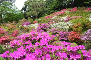 【六義園】つつじが見ごろです