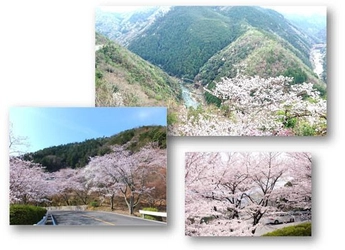 京都のドライブは桜満開の「嵐山-高雄パークウエイ」へ お花見BBQも楽しめます！