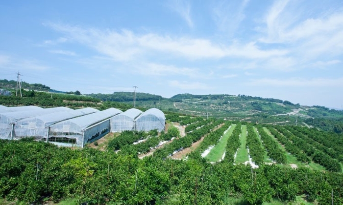 吉次園　農園風景