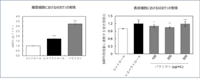 九州大学との共同研究成果を発表　 「パラミロンEOD-1」による腸管への刺激が長寿遺伝子を活性化　 ～肌の表皮細胞の長寿遺伝子の発現増強を確認～