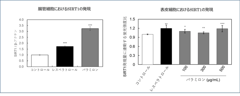 九州大学との共同研究成果を発表　 「パラミロンEOD-1」による腸管への刺激が長寿遺伝子を活性化　 ～肌の表皮細胞の長寿遺伝子の発現増強を確認～