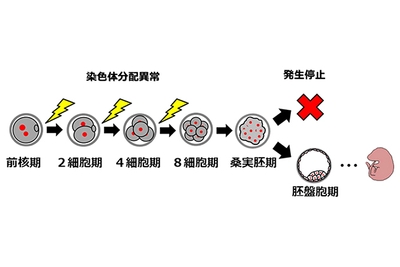 染色体分配異常を起こした受精卵から子が得られる様子