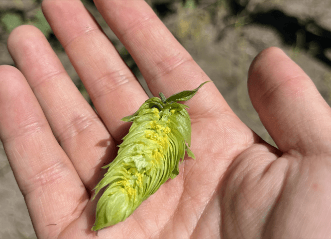 白鷹町産のホップ