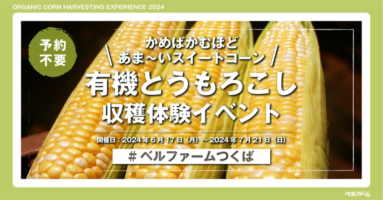 【ベルファームつくば】ベルファームの有機農場でスイートコーンを収穫しよう！！ 黄粒と白粒のバイカラーが美しい有機とうもろこし収穫体験イベント2024｜期間：2024年6月17日（月）～2024年7月21日（日）