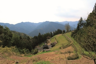 ぜんまいが採れる徳島の山間