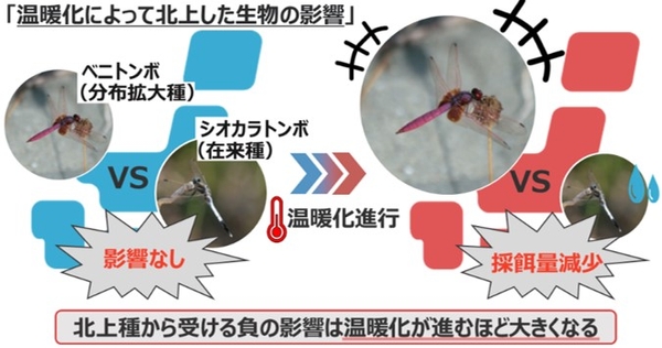 温暖化進行により分布拡大種が在来種に与える影響（写真提供：山元駿介）