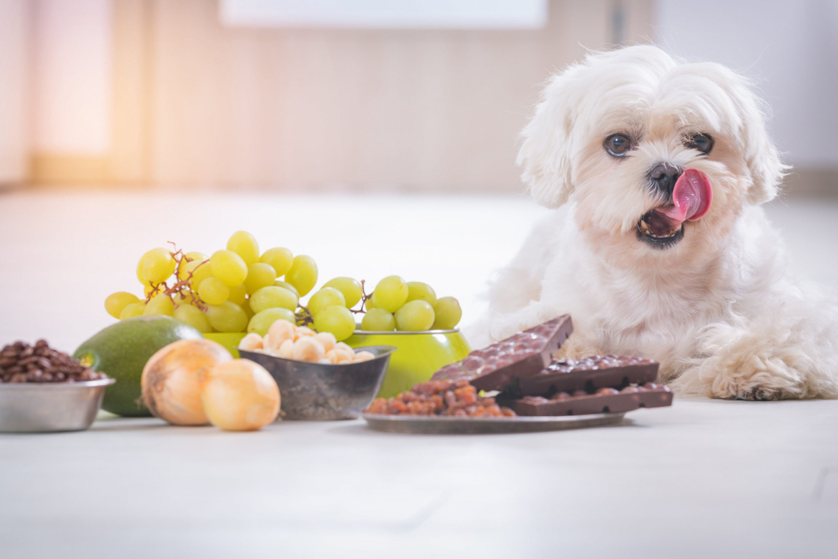 あなたの手作りごはんは大丈夫 犬に絶対与えてはいけない食材まとめ Newscast