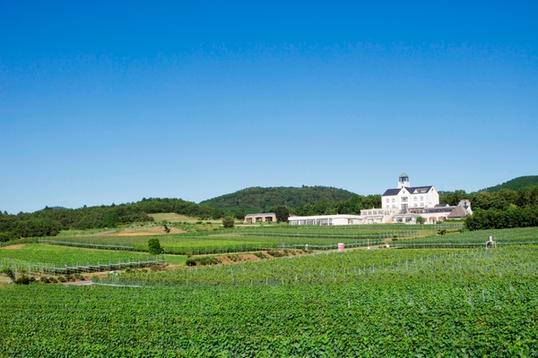 中伊豆ワイナリー シャトーT.S