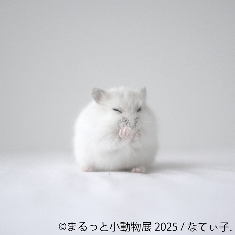 まるっと小動物展 展示作品:なてぃ子.