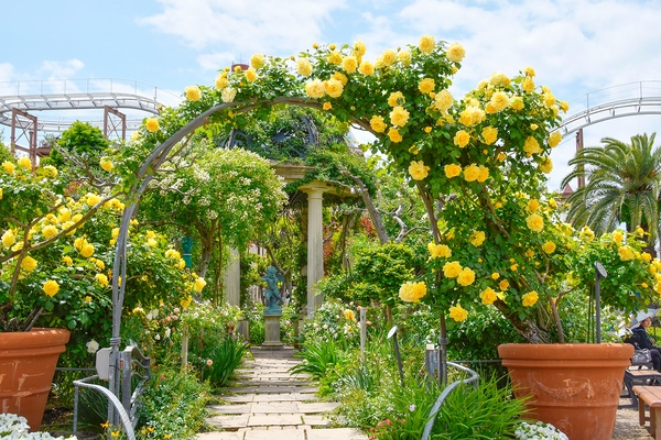 (2025年5月9日撮影)