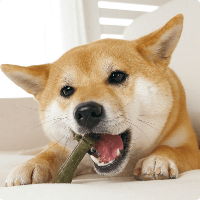 グリニーズプラス