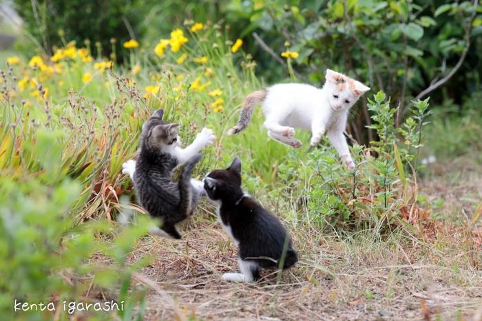 飛び猫3