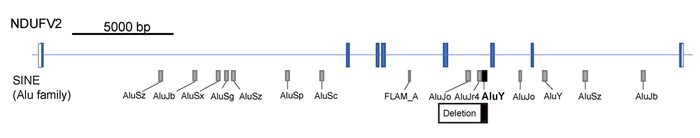 図4 Alu因子を介したNDUFV2遺伝子の欠失 Alu因子はゲノム上に複数存在しますが、この症例ではイントロン5のAluYの位置に別のAluYa5が移動してきて、それに伴いイントロン4までにおよぶ遺伝子欠失が生じていました。