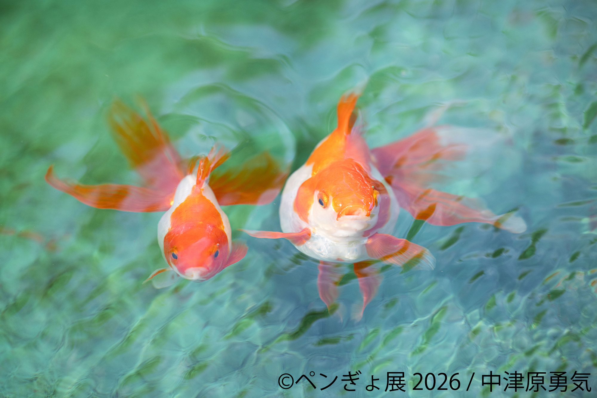 暑い夏に涼を届ける“ペンギン＆金魚”の癒やし作品が集結 「ペンぎょ展