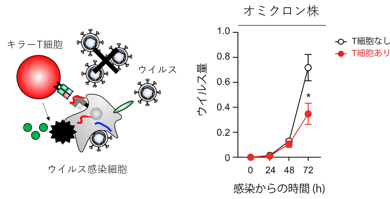 オミクロンBA.1株のG446S変異がワクチン誘導型T細胞の抗ウイルス機能を高めることを発見
