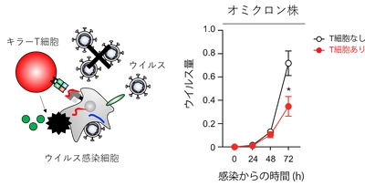 オミクロンBA.1株のG446S変異がワクチン誘導型T細胞の抗ウイルス機能を高めることを発見