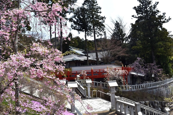 糟屋郡篠栗町・呑山観音寺　 ～桜まつり＆春の観音市開催のお知らせ～