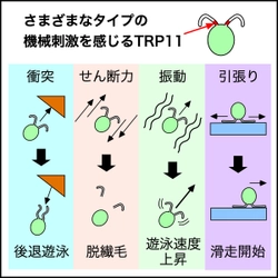 「動く繊毛」が運動装置であると同時に 感覚器でもあることが明らかに