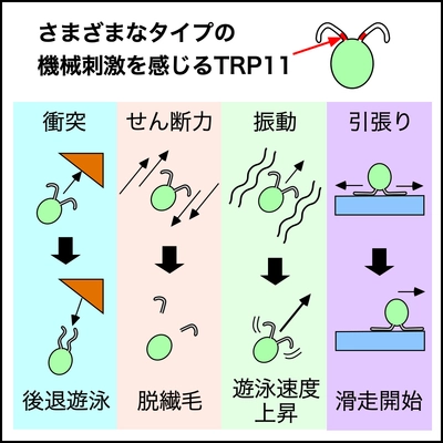 「動く繊毛」が運動装置であると同時に 感覚器でもあることが明らかに