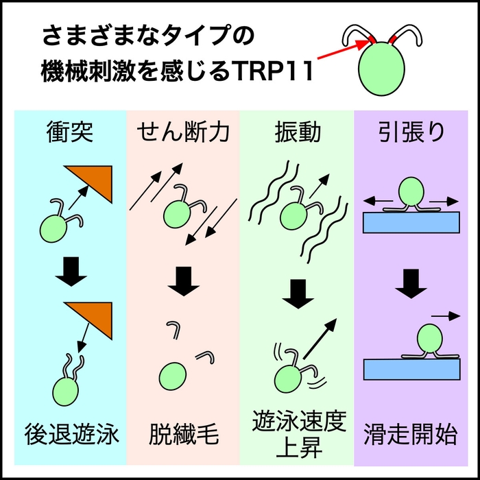 図.繊毛はさまざまなタイプの機械刺激を感じ、タイプに応じた反応をする