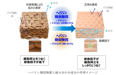 外部刺激にゆらぎにくく健やかな肌へ、ヘパリン類似物質研究に新知見