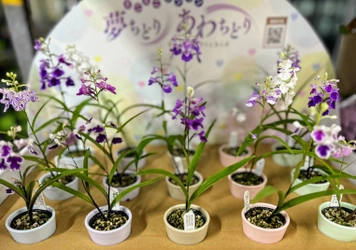 【北陸復興プロジェクト】願い、おだやか、幸せを運ぶ千の鳥の花「夢ちどり」に想いを寄せて