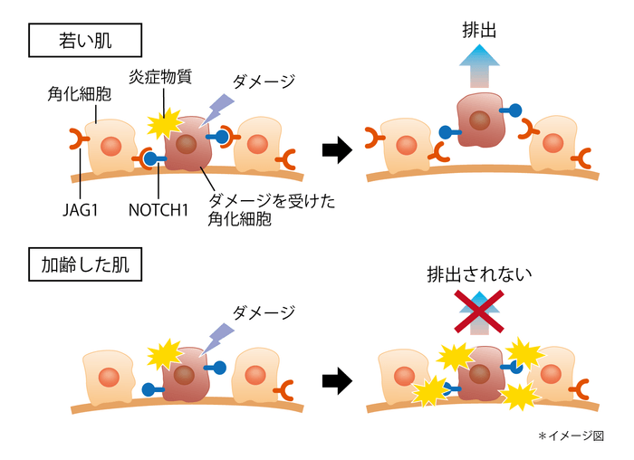 ダメージ細胞排出メカニズム