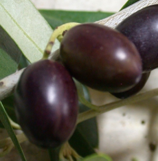 「完熟」オリーブ果実のイメージ