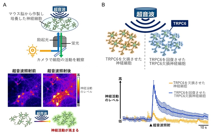  図2.培養した脳神経細胞において超音波による神経活動の高まりにはTRPC6が不可欠である